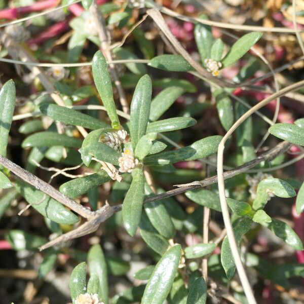 Gomphrena portulacoides Leaf