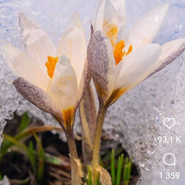 Crocus chrysanthus Blomst