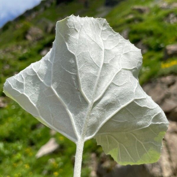 Petasites paradoxus Blad