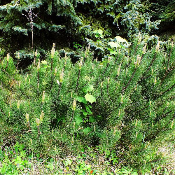 Pinus muricata Habitus