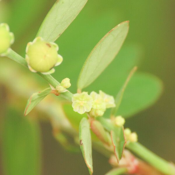 Phyllanthus tenellus Flower