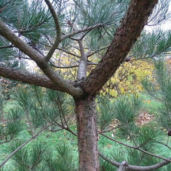 Pinus densiflora Rusca