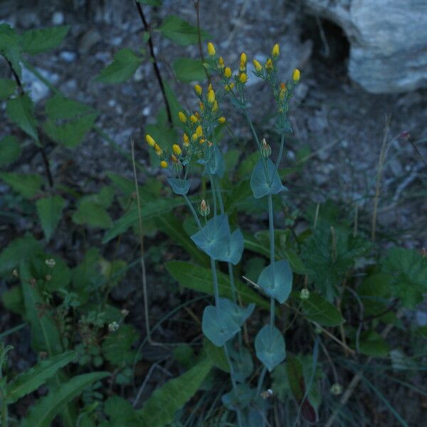 Blackstonia perfoliata Hábito