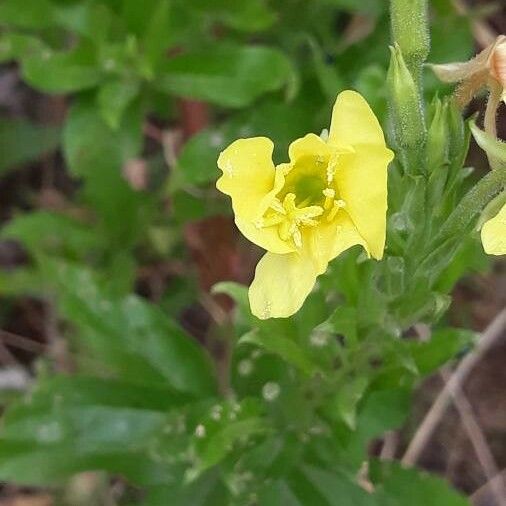 Oenothera laciniata Blüte