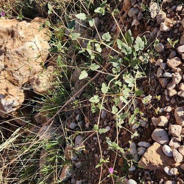 Erodium glaucophyllum عادت