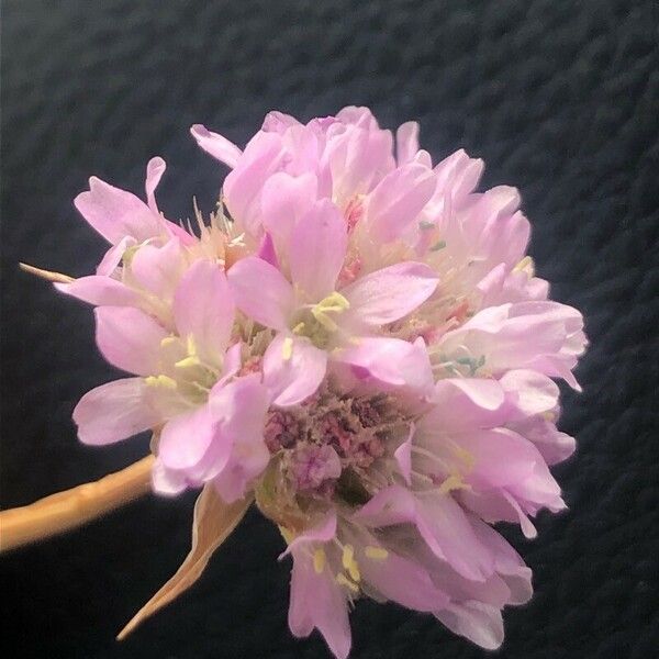 Armeria arenaria Flor