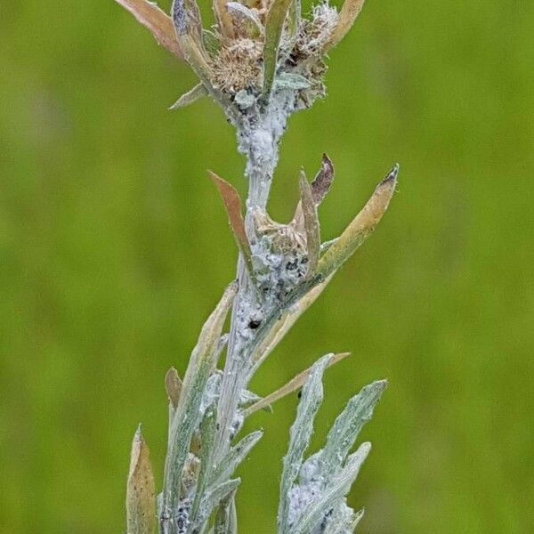 Gnaphalium uliginosum Vili