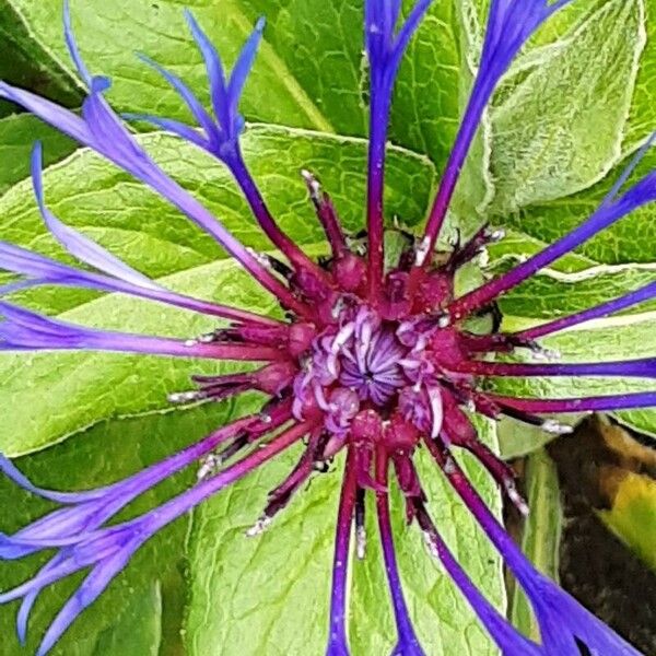 Centaurea triumfettii Blüte