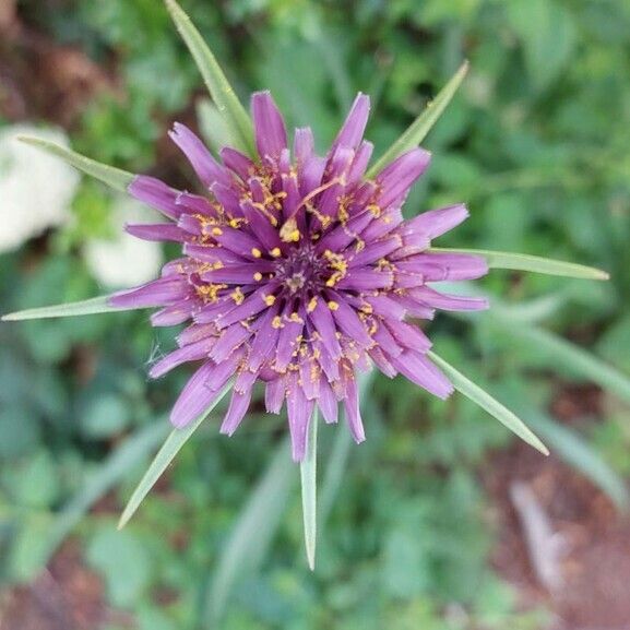 Tragopogon porrifolius Flower