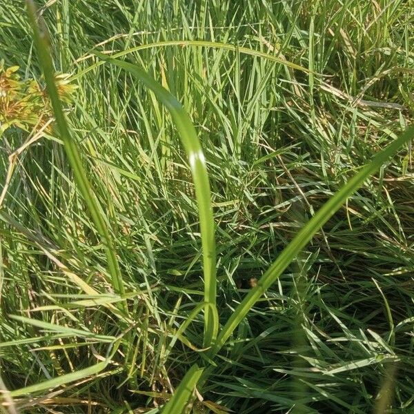 Cyperus esculentus Folha