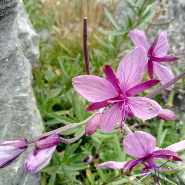 Epilobium dodonaei Kukka