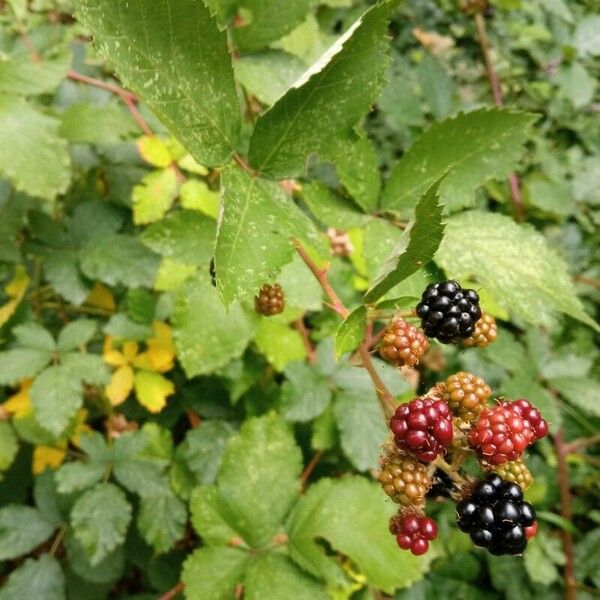 Rubus gratus Fruit