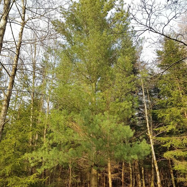 Pinus strobus Habit