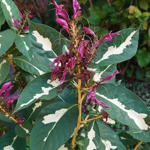 Graptophyllum pictum Flower