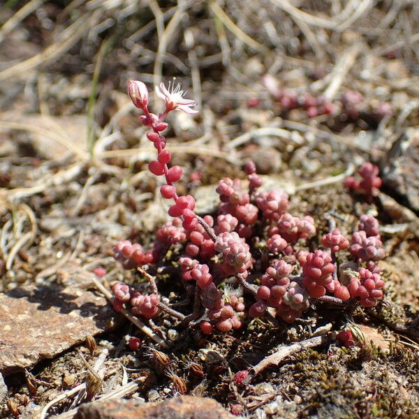 Sedum brevifolium Natur