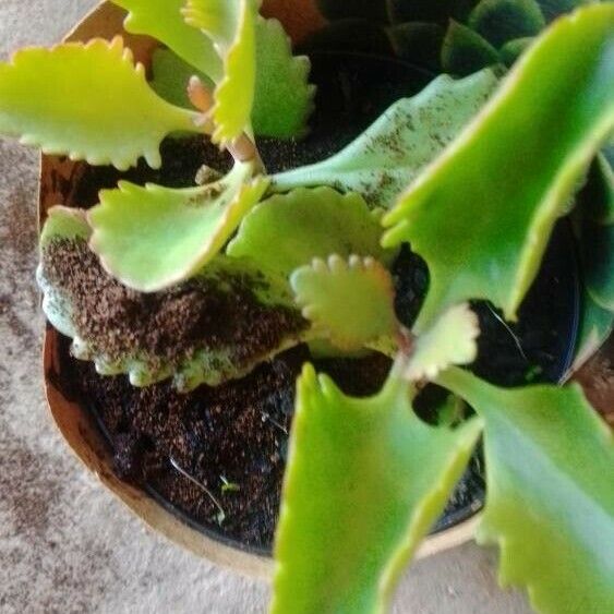 Kalanchoe daigremontiana Лист