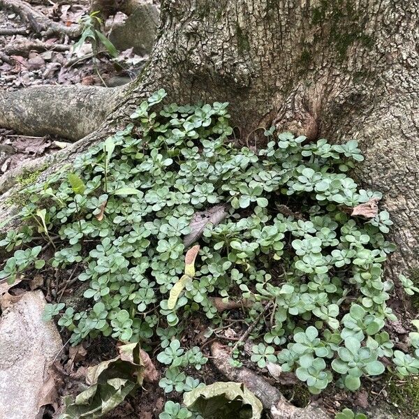 Sedum ternatum Лист