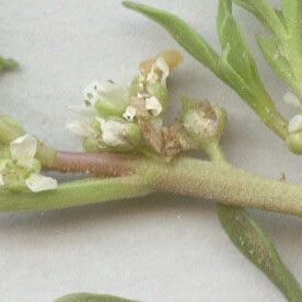 Lepidium coronopus Blomst