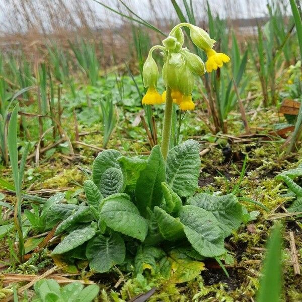 Primula veris Blüte