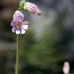 Silene behen Bloem