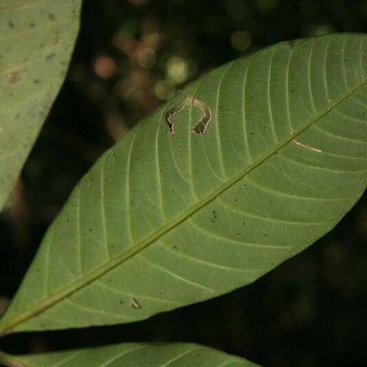 Tabernaemontana macrocalyx Leht