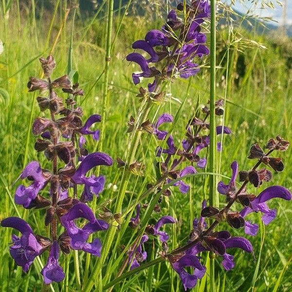 Salvia pratensis Květ