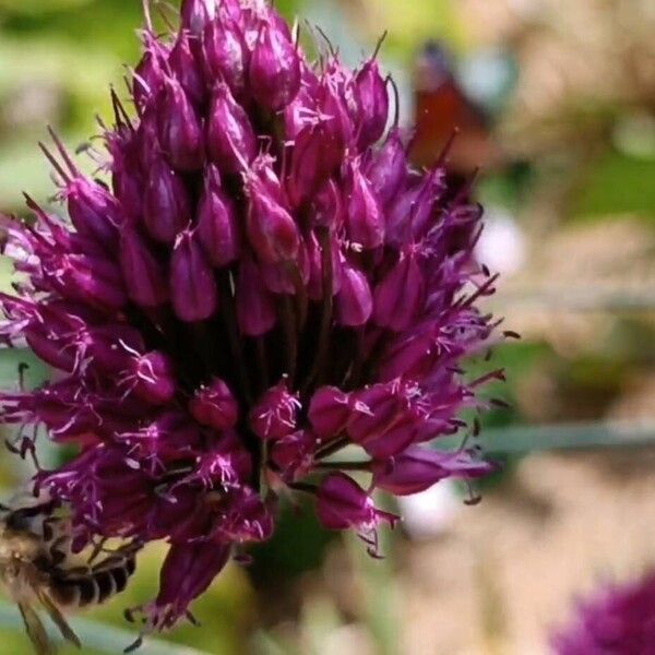 Allium rotundum Blüte