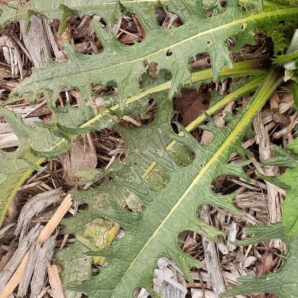 Cirsium rivulare Leaf