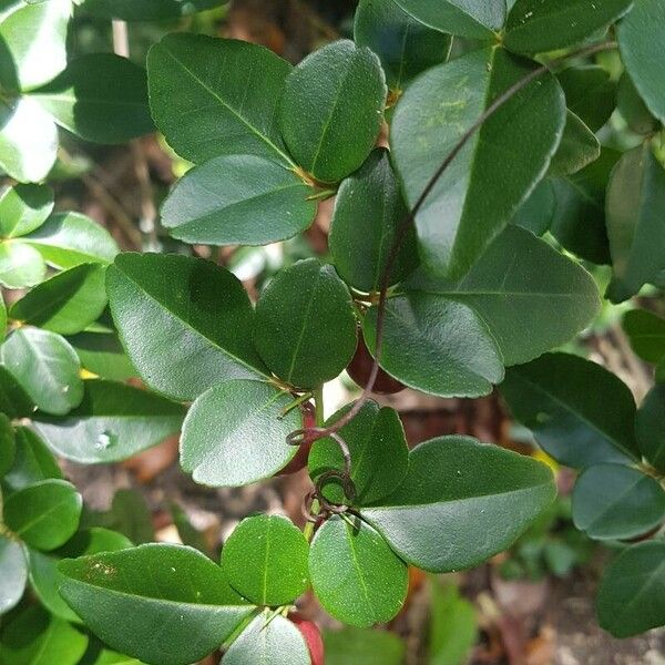 Triphasia trifolia Blatt