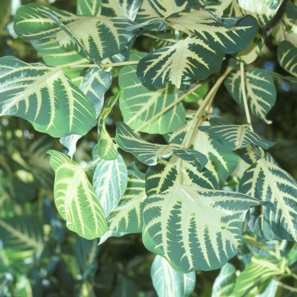 Erythrina variegata പുറംതൊലി