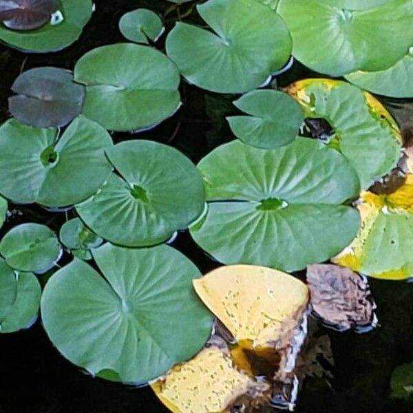 Nymphaea lotus Листок