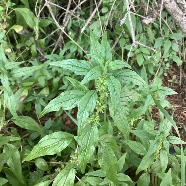 Parietaria pensylvanica Кветка