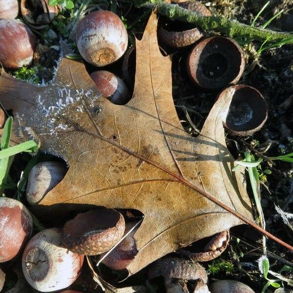 Quercus rubra Φύλλο