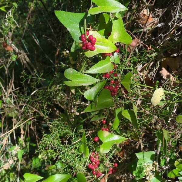 Smilax aspera Fruit