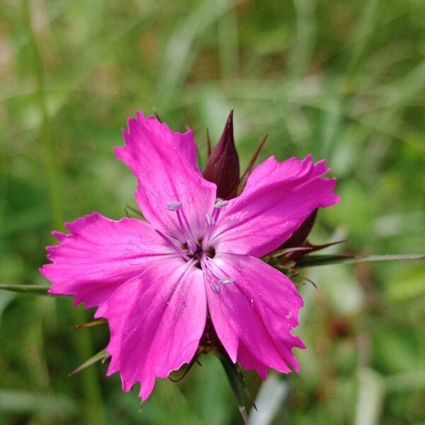 Dianthus carthusianorum Õis