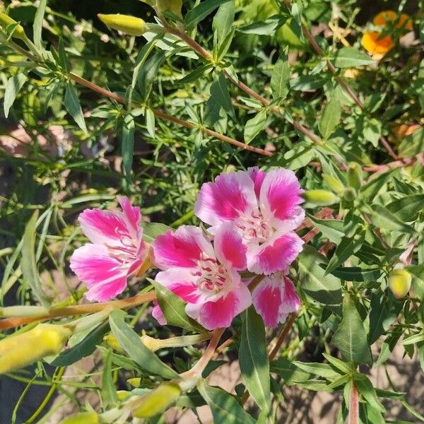 Clarkia amoena Blodyn