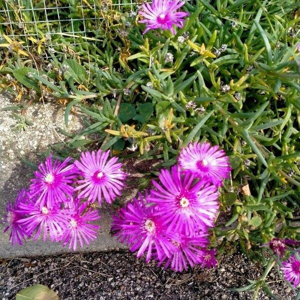 Delosperma cooperi Virág