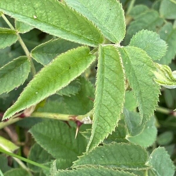 Rosa arvensis Leaf