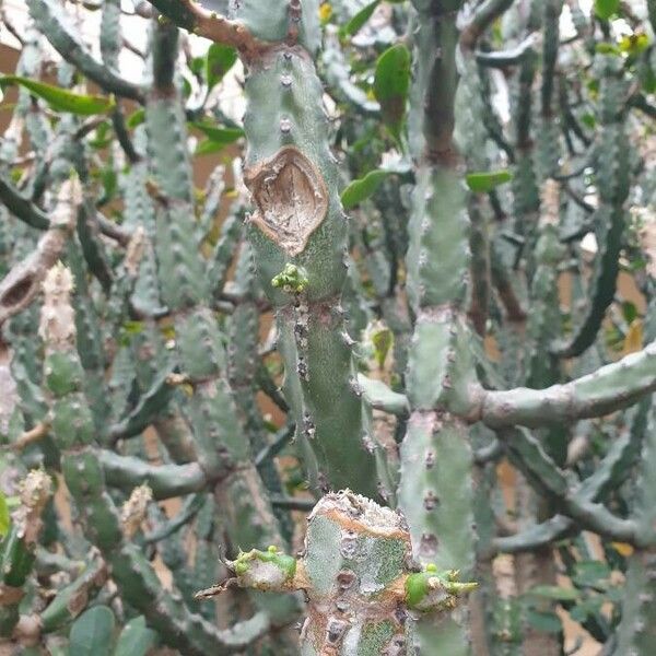 Euphorbia neriifolia ᱥᱟᱠᱟᱢ