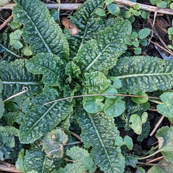 Dipsacus fullonum Leaf