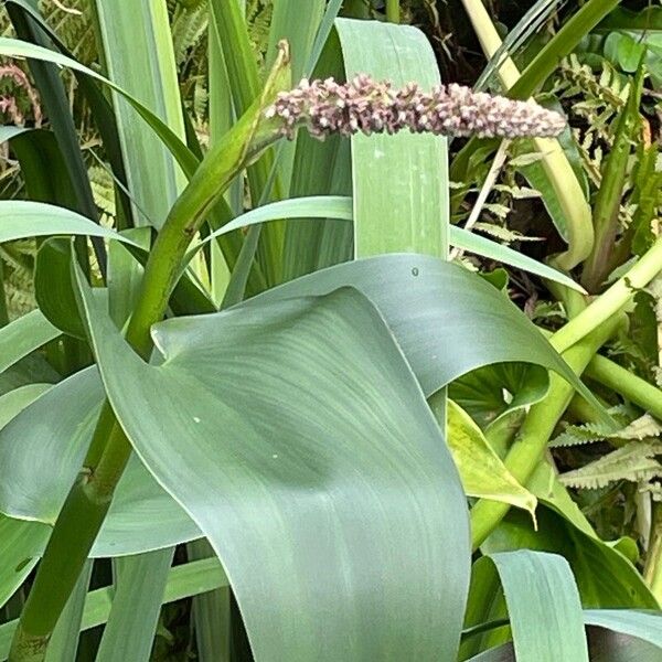 Pontederia cordata Кветка