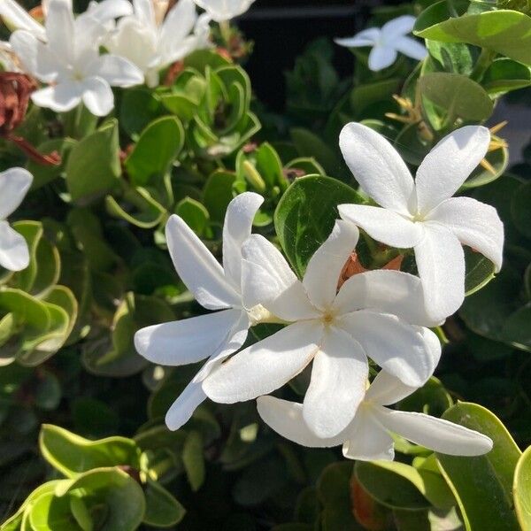 Gardenia taitensis 花