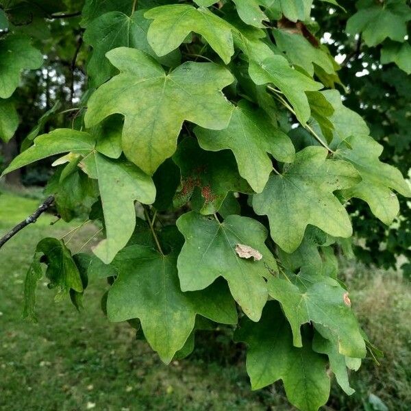 Acer campestre Feuille