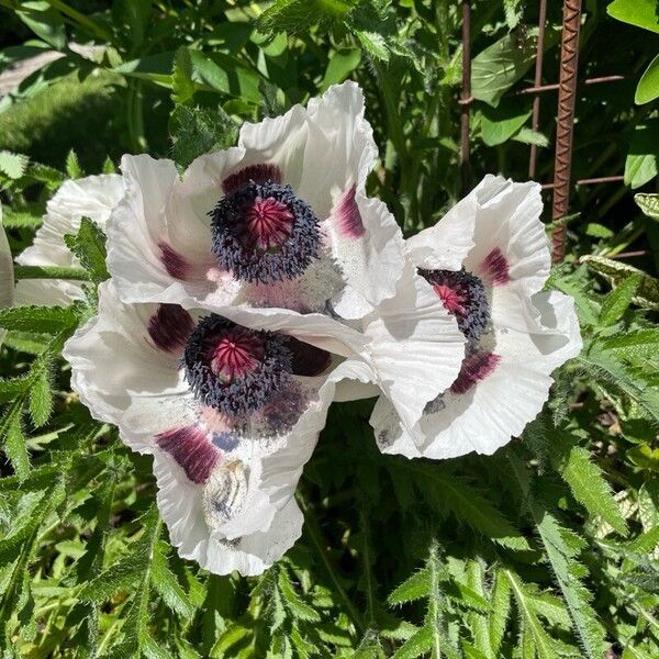 Papaver orientale Цветок