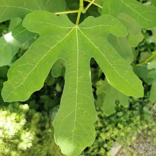Ficus carica 葉