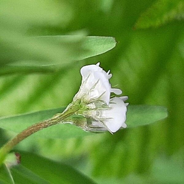 Vicia hirsuta Flor