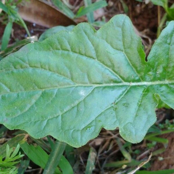 Youngia japonica Leaf