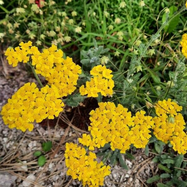 Achillea tomentosa Flor