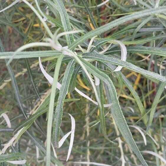 Salix eleagnos Foglia