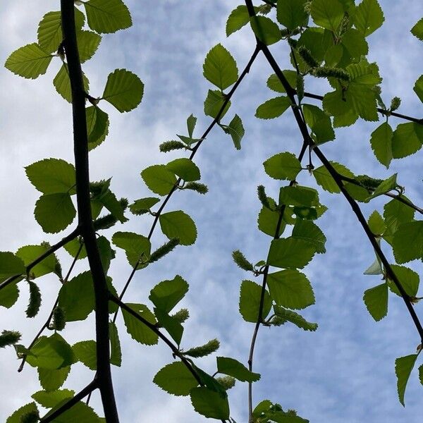 Betula nigra পাতা